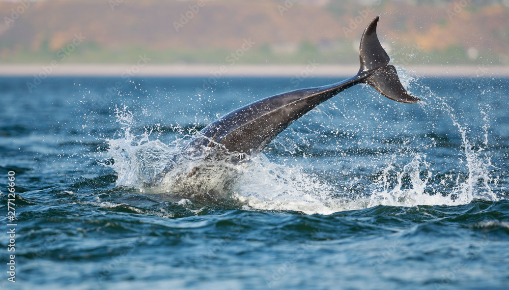 Fototapeta premium leaping bottlenose dolphin