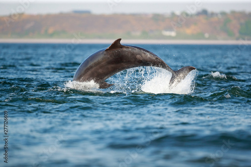 leaping bottlenose dolphin