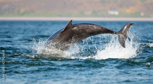 leaping bottlenose dolphin