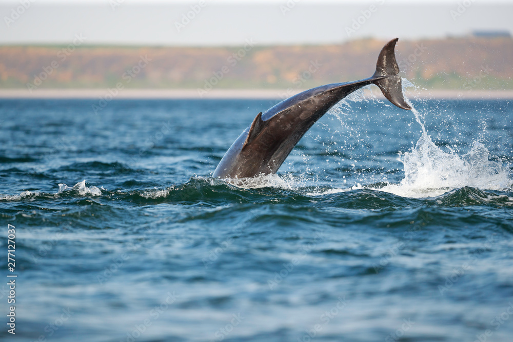 Fototapeta premium leaping bottlenose dolphin