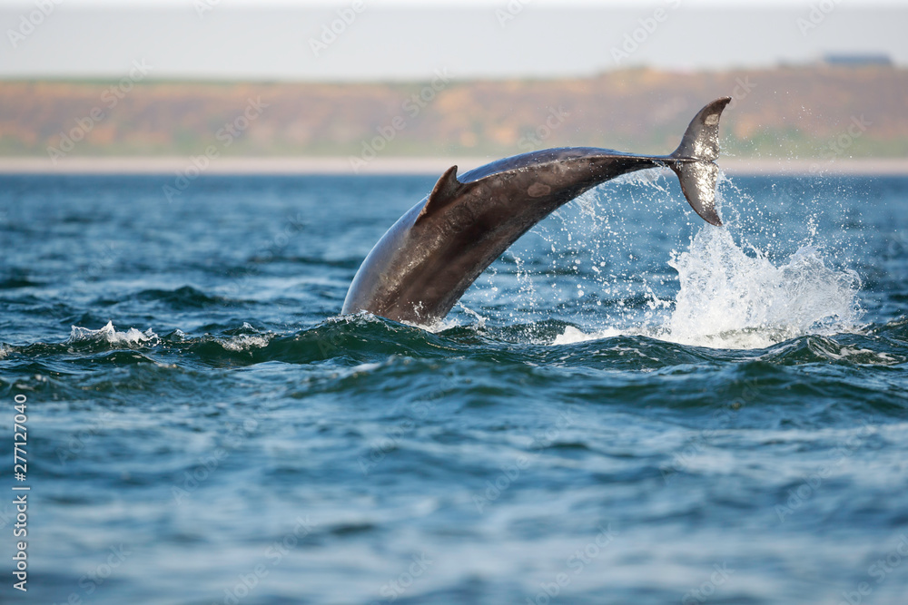 Obraz premium leaping bottlenose dolphin