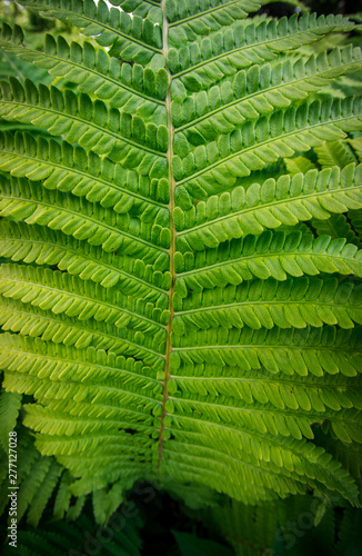 Tropical fern plant growing in botanical garden with dark light background