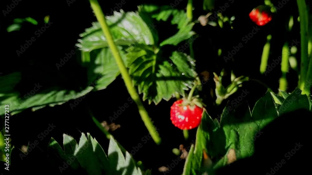 Close up of a small wild strawberry in a bush before moving backwards out through the leaves Close up of a small wild strawberry in a bush before moving backwards out through the leaves