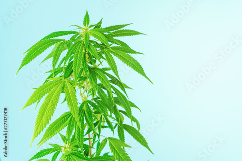 Cannabis medical leaves outdoors against blue sky background