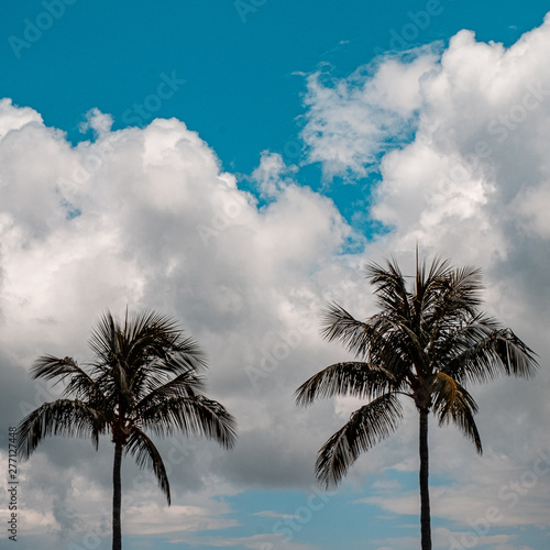 Pair of Palms