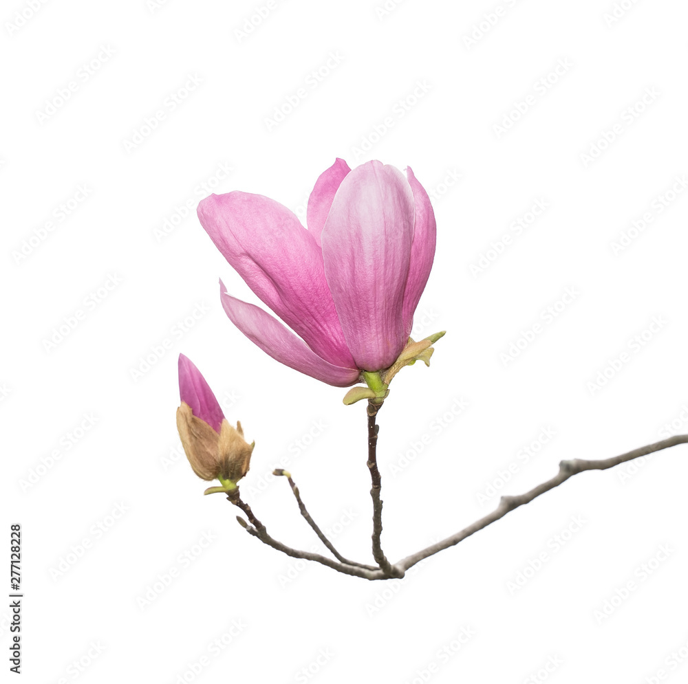 Fototapeta premium magnolia flower branch isolated on white background