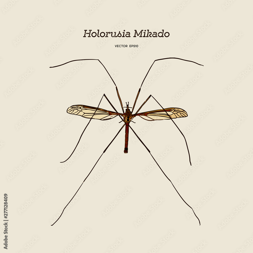 Holorusia mikado, genus of largest true crane fly. hand draw sketch vector. Holorusia mikado, genus of largest true crane fly. hand draw sketch vector.