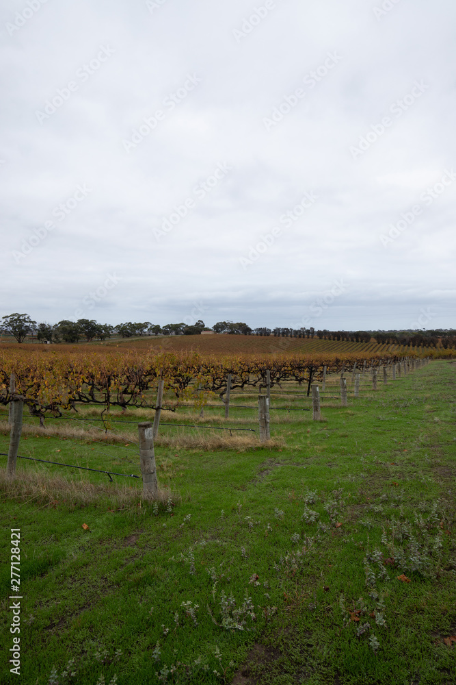 Fototapeta premium Vineyard view on a cloudy day.