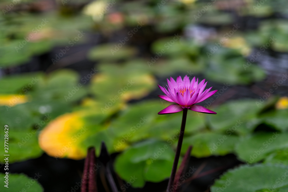 lotus flower