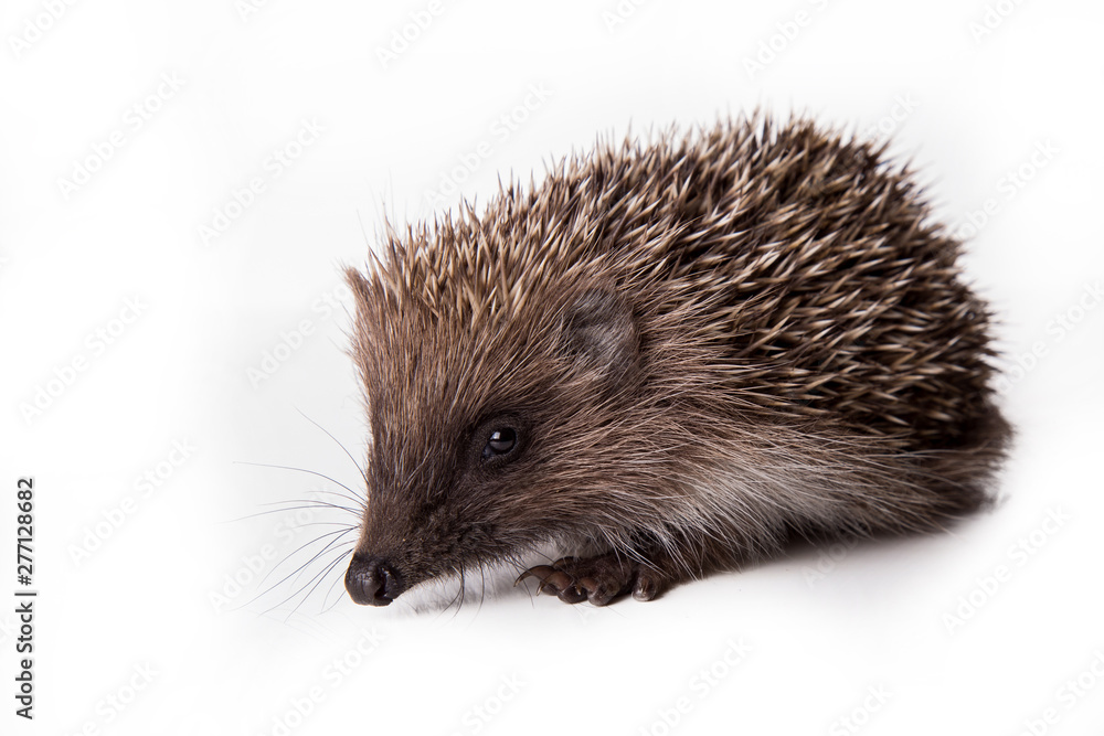 Hedgehog isolated on white background Close-up Hedgehog isolated on white background Close-up
