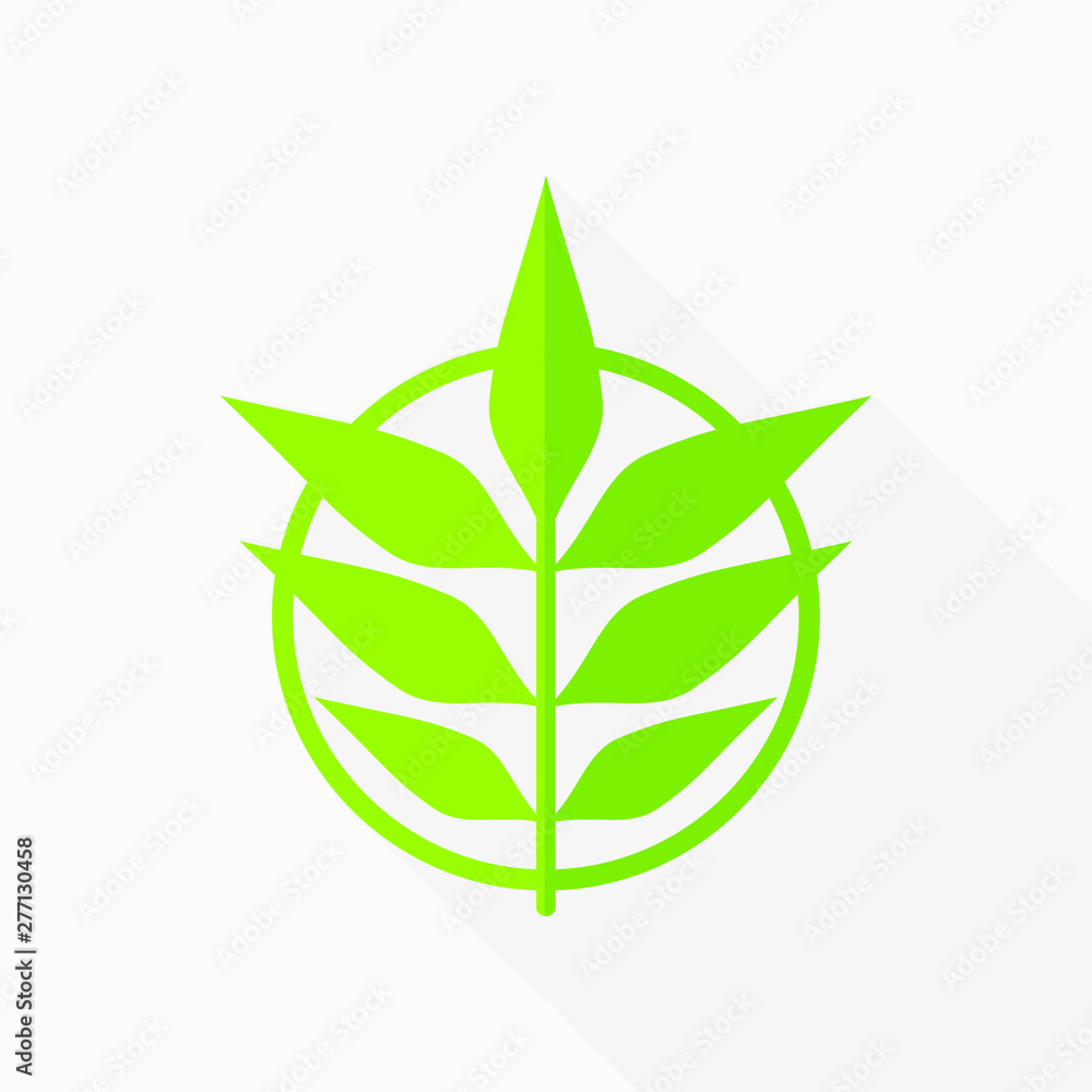 leaf with drops of water isolated on white leaf with drops of water isolated on white
