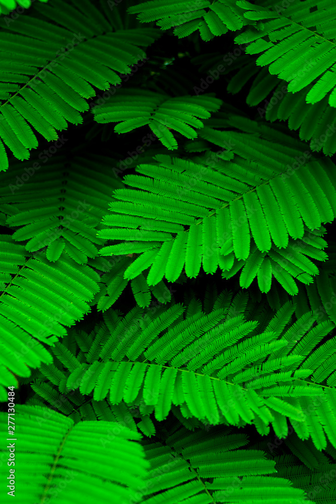 Green mini leaf tone in natue for background Green mini leaf tone in natue for background
