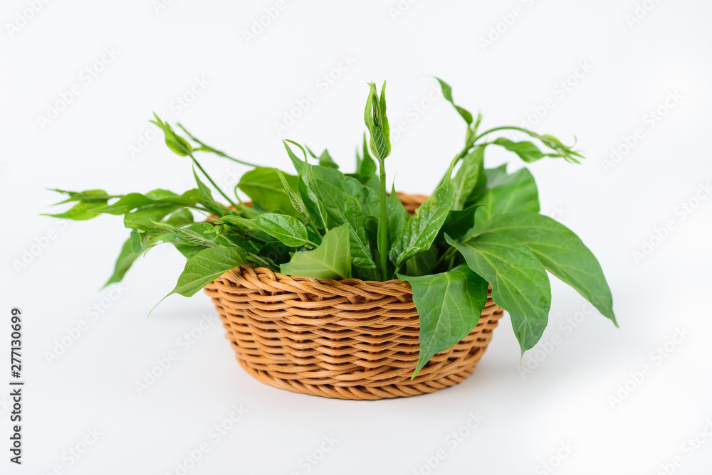 Gymnema inodorum leaf in the basket on white background, medicine herbal plant for diabetes treatment, function is control sugar level in blood Gymnema inodorum leaf in the basket on white background, medicine herbal plant for diabetes treatment, function is control sugar level in blood