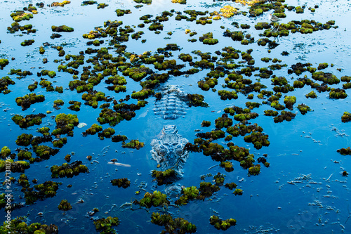 Salt Water Crocodile (Salty) in the water in Kakadu Nation Park (Australia, Northern Territory)