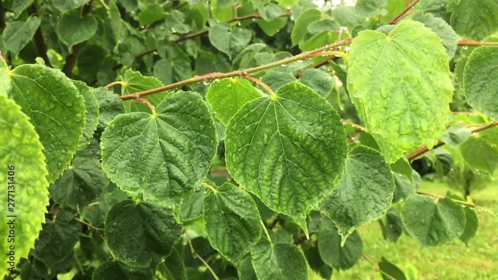 Rain falls down on the linden leaves. Water drops on green leaves of linden tree. Rain falls down on the linden leaves. Water drops on green leaves of linden tree.