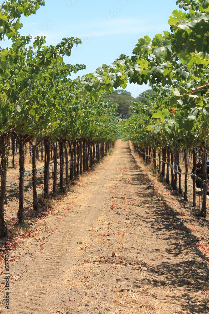 two rows of grapevines creating a vanishing point in the vineyard