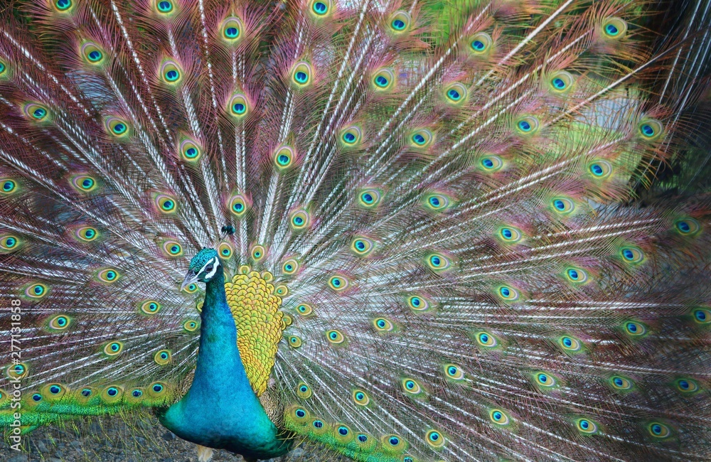 Obraz premium 鳥 くじゃく 夏 茨城