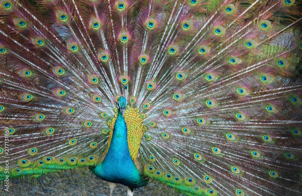 Obraz premium 鳥 くじゃく 夏 茨城