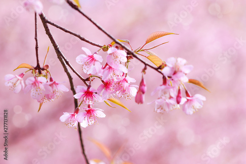 Soft focus, beautiful Wild Himalayan Cherry blossom, Prunus cerasoides in Thailand,