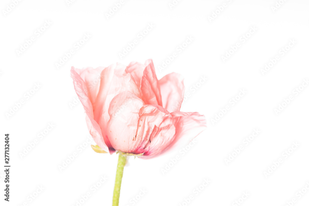 Poppy Flower - Profile View on White Poppy Flower - Profile View on White