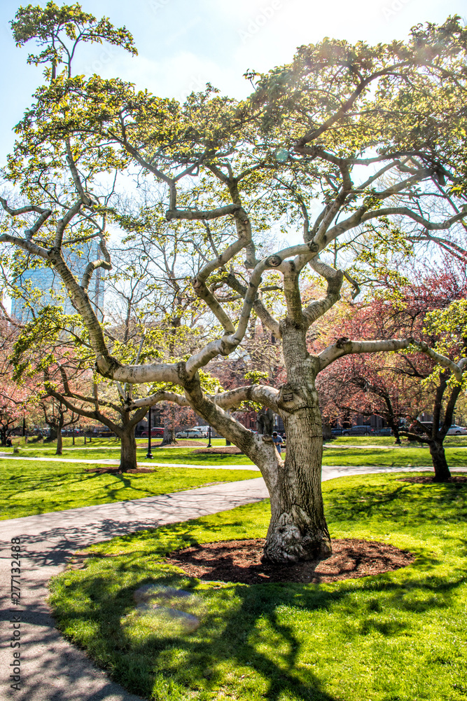 Fototapeta premium tree beginning to bloom in the beginning of spring