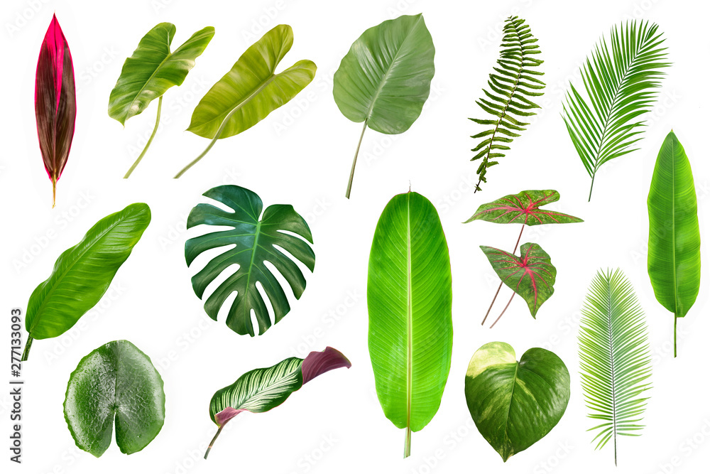 Set of Tropical leaves isolated on white background. Tropical leaves - obrazy, fototapety, plakaty 