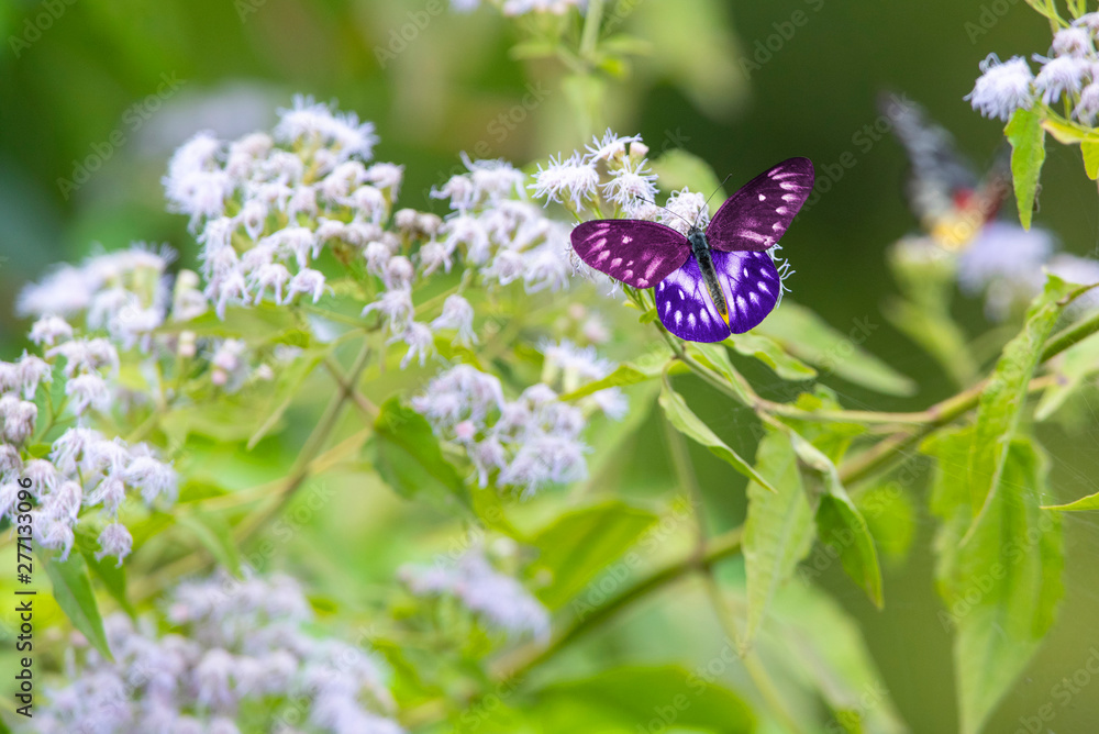 Beautiful butterfly on the wild flowers Beautiful butterfly on the wild flowers