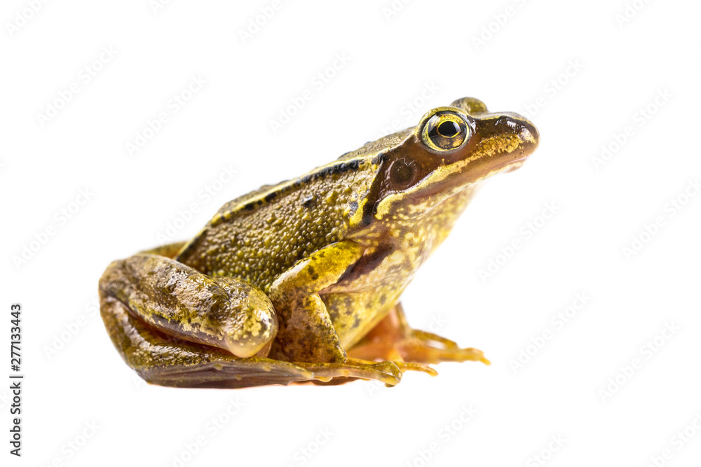 Fototapeta premium Common brown frog on white background