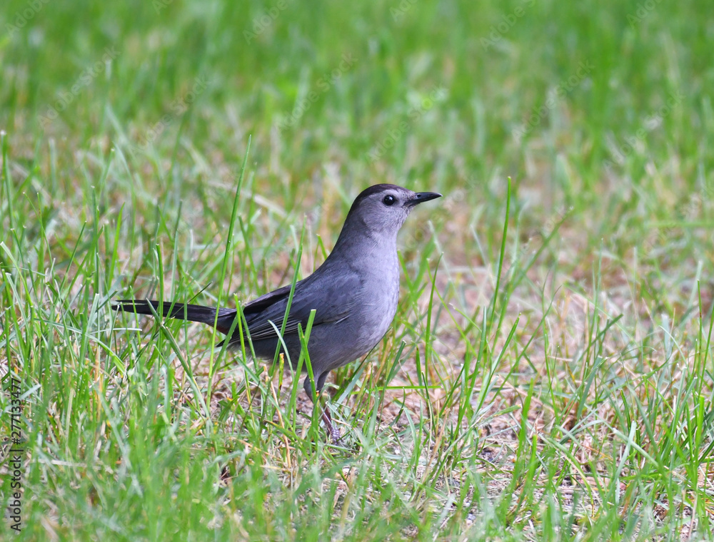 gray catbird in the green meadow gray catbird in the green meadow