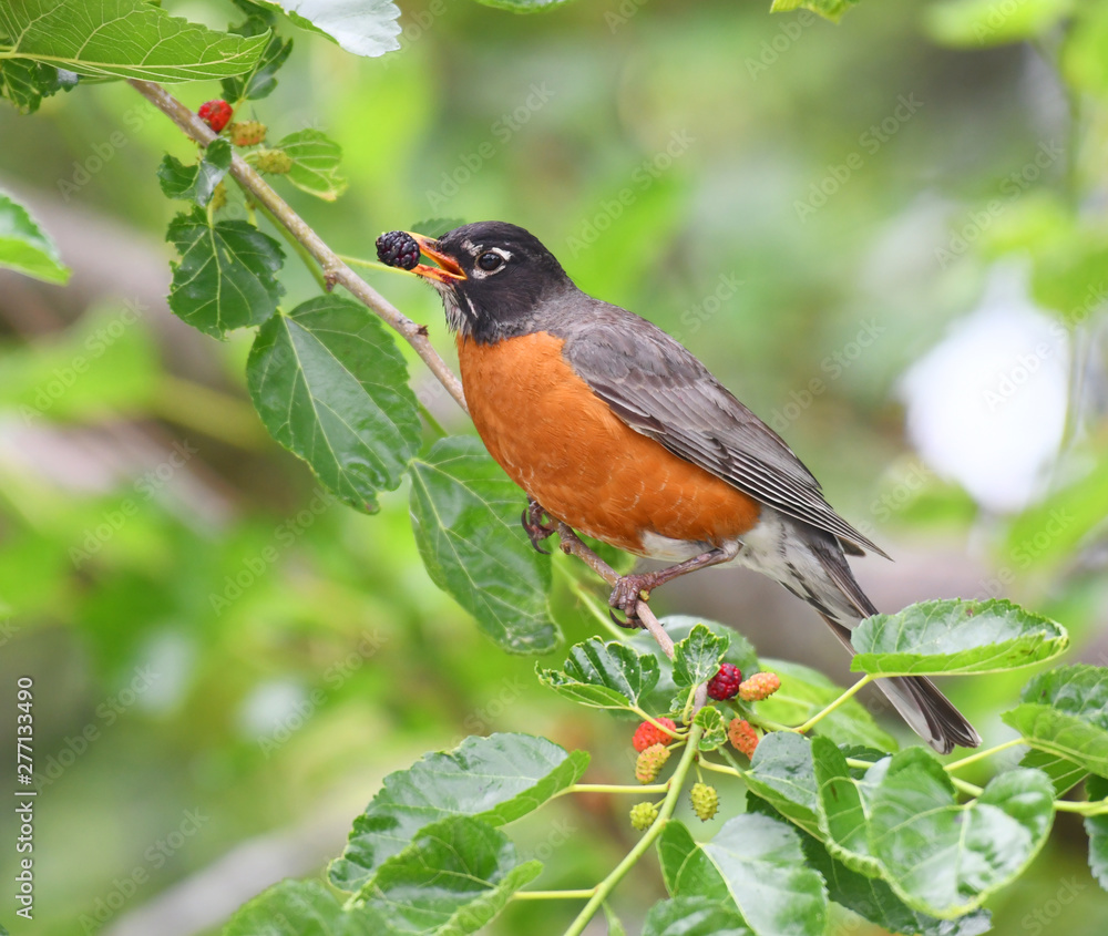 robin bird eating mulberry fruit on the tree robin bird eating mulberry fruit on the tree