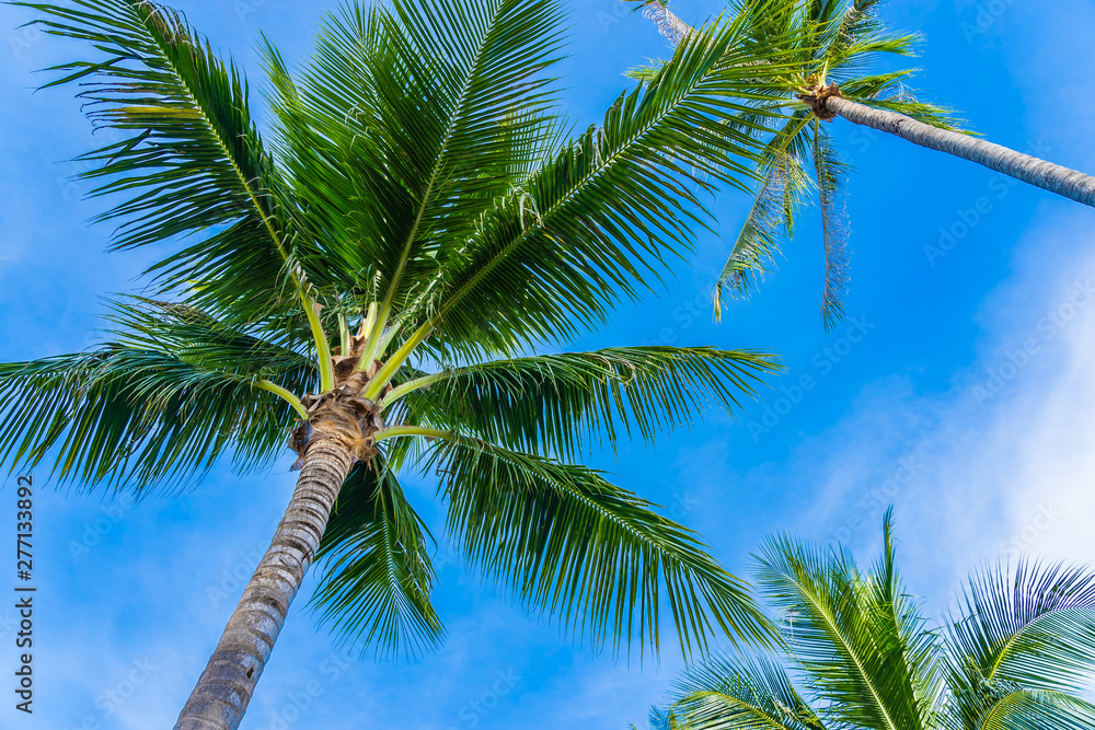 Fototapeta premium Beautiful coconut palm tree on blue sky
