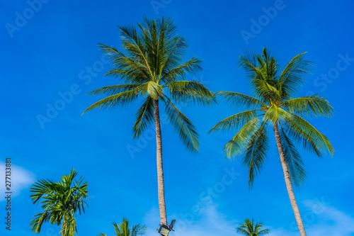 Fototapeta Naklejka Na Ścianę i Meble -  Beautiful coconut palm tree on blue sky