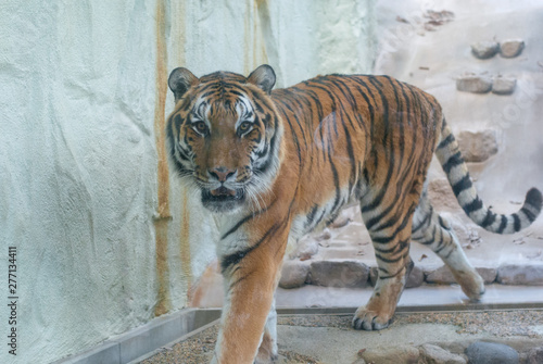 A big tiger walk in the cage in the zoo walking and looking into the camera