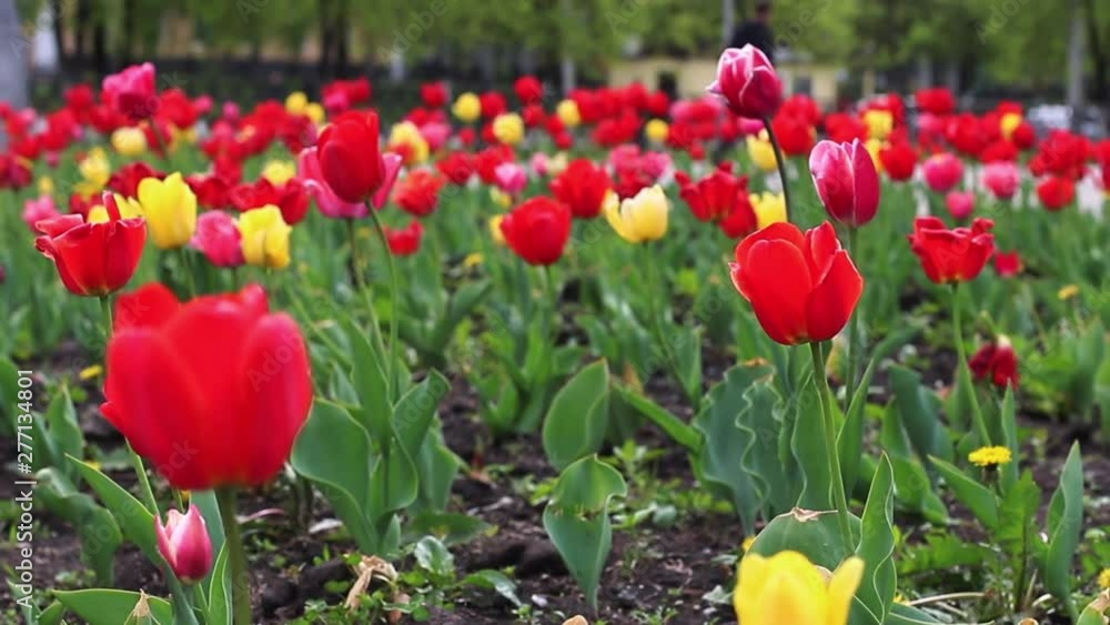 Yellow and red tulips in yhe city Yellow and red tulips in yhe city