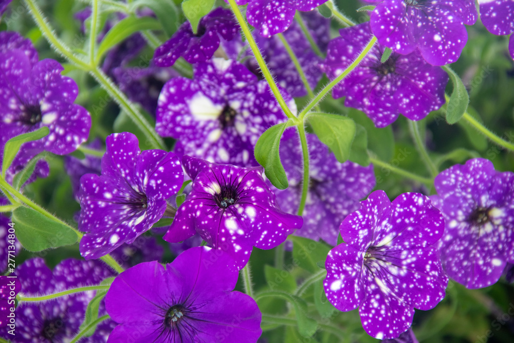bunch of lavender flowers bunch of lavender flowers
