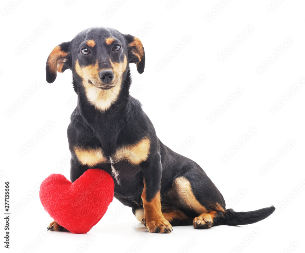 One little dog with a red heart.