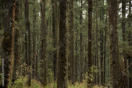 Wallpaper Mural La Marquesa National Park, with the official name "Parque Nacional Insurgente Miguel Hidalgo y Costilla" is a National park in the State of Mexico, in central Mexico. Torontodigital.ca
