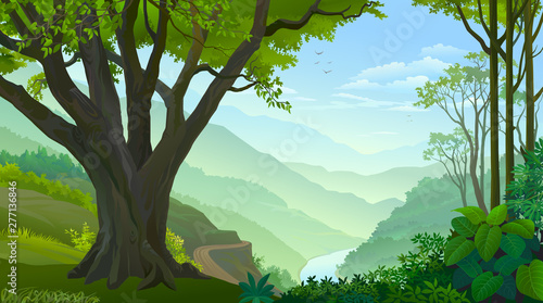 Tropical tree on the high meadows overlooking the river and a road.