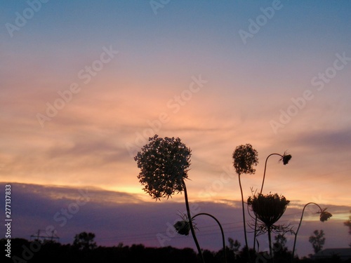 Queen's lace silhouette in sunset