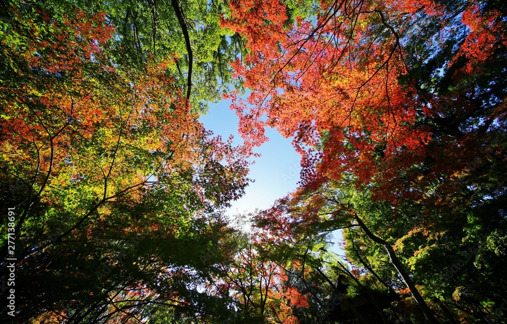 紅葉の木々 紅葉の木々