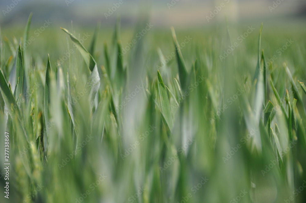 Wheat 2 Wheat 2