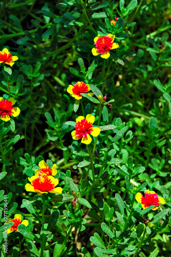 Portulaca flower in full bloom in the Philippines