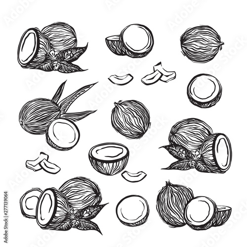 Hand drawn coconuts outline sketch set. Vector black ink drawing coco fruits. Graphic illustration, isolated on white background.