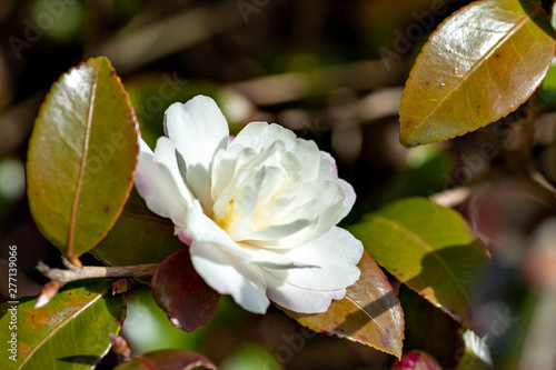 Camellia sasanqua in full bloom in Japan photo