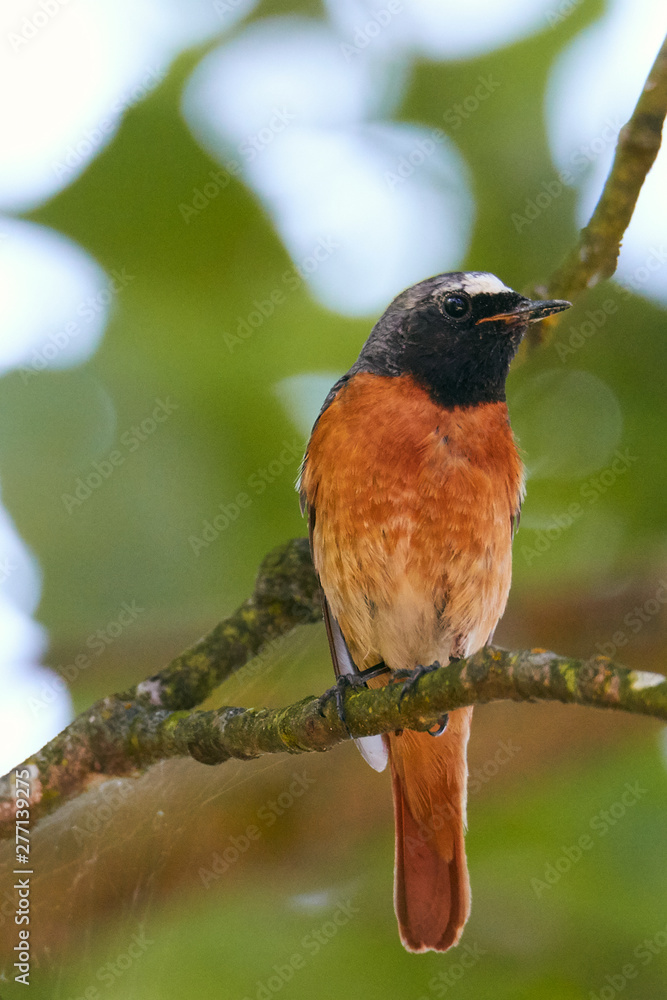 Common redstart (Phoenicurus phoenicurus) on branch Common redstart (Phoenicurus phoenicurus) on branch