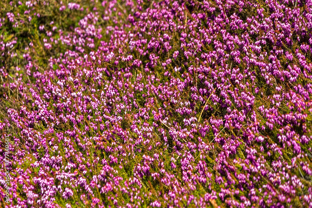 Blooming of Heather/Erica 
