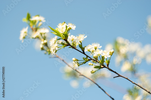 White cherry flowers in spring. Floral background in front of blue sky close up