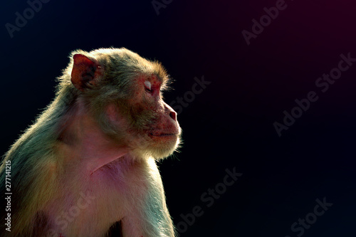 Photography monkey