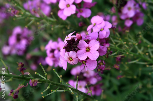 Tableau sur toile Purple wallflower Erysimum Bolwes Mauve