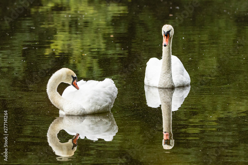 Foto Schwan